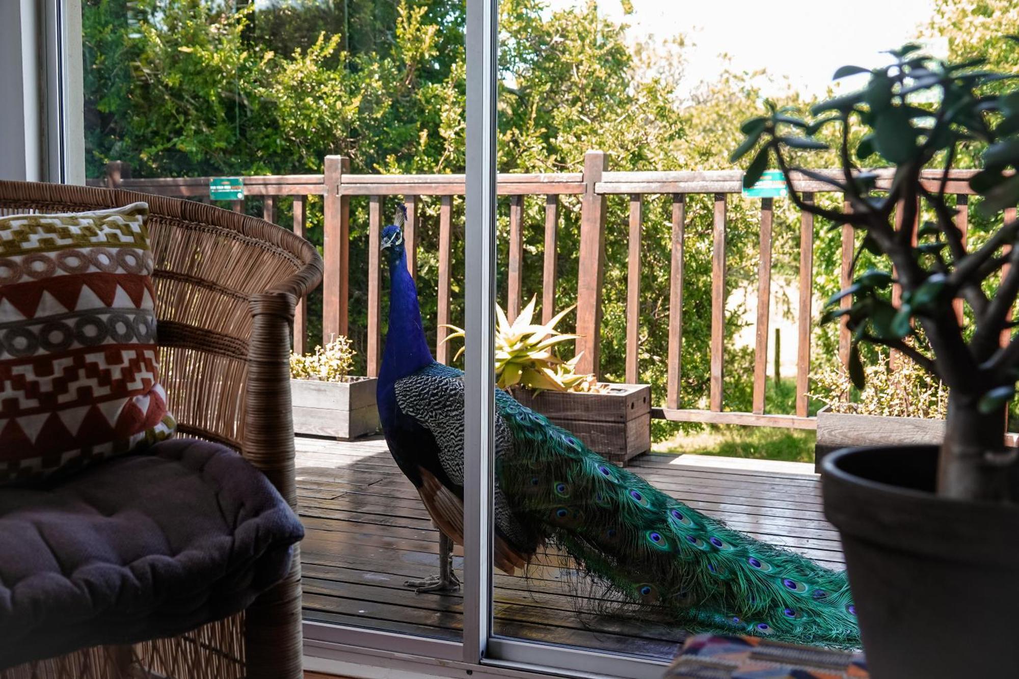 Soutelande Country Stay - Close To 1#Beach In Pe Port Elizabeth Buitenkant foto